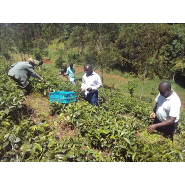 Fehér tea Ezüst tű Kenya 50g