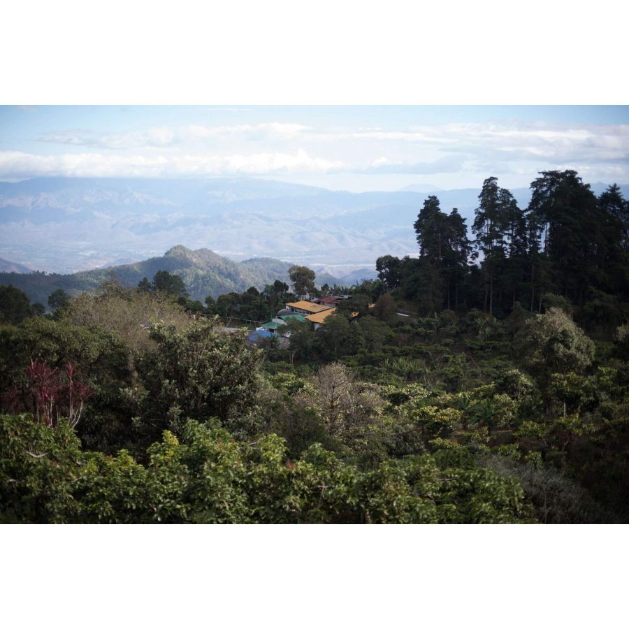 Nordbeans Guatemala WHITE FLAG 200g