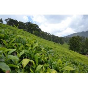 Victoria Green Tea Itumbe Kenya 50g