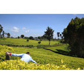 Čaj zelený Victoria Green Itumbe Keňa 50g