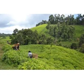 Victoria Green Tea Itumbe Kenya 50g