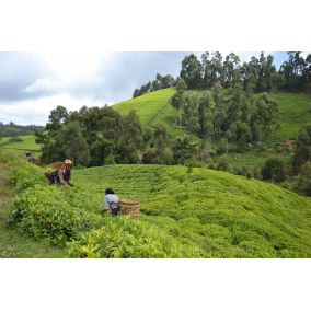 Čaj zelený Victoria Green Itumbe Keňa 50g