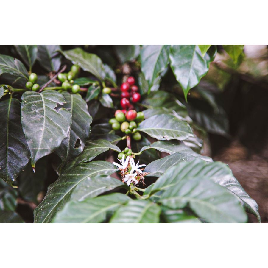 Nordbeans Ekvádor Terrazas Del Pisque 200g