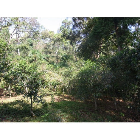 GourmetCoffee Specialty - Ethiopia Chelbesa Natural 250g