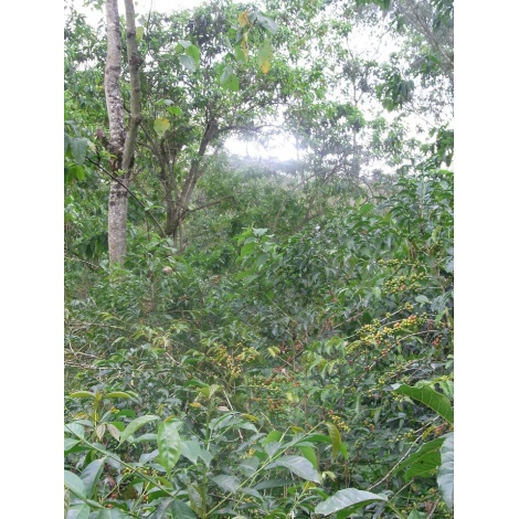 GourmetCoffee Specialty - Ethiopia Chelbesa Natural 250g