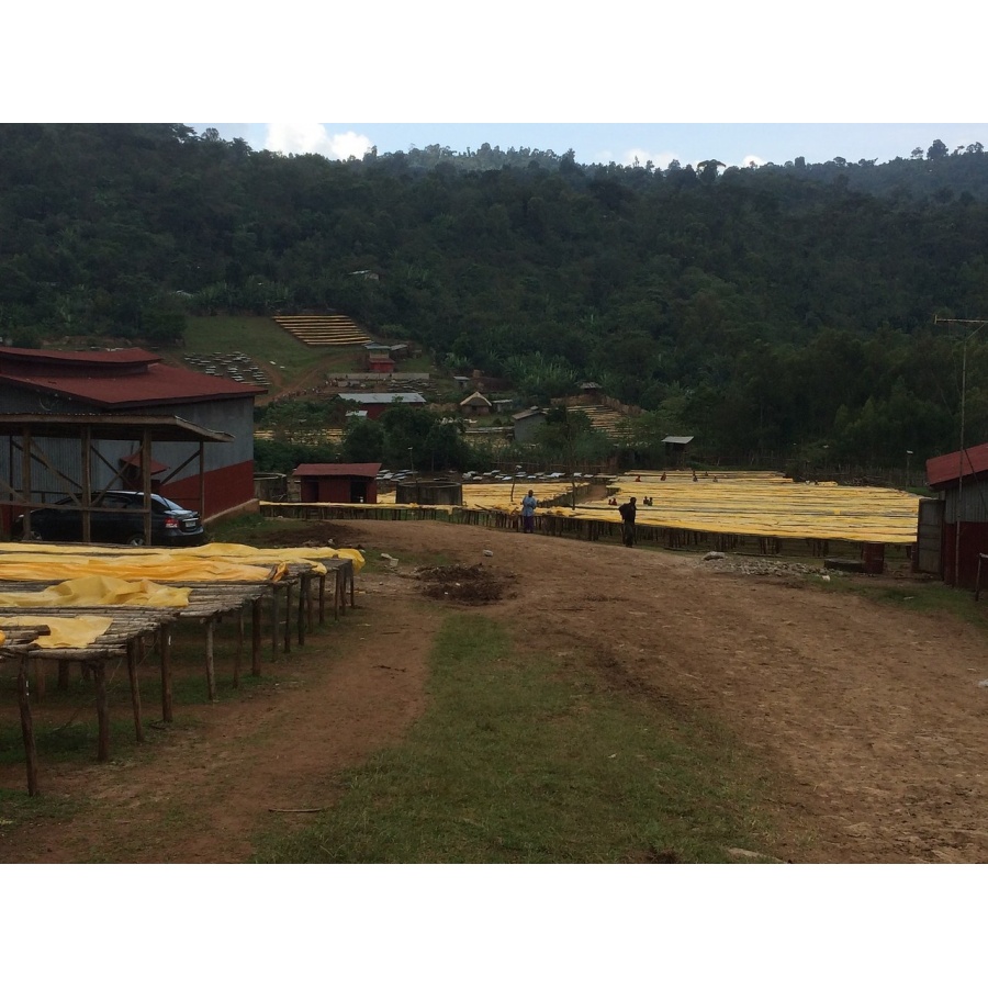 GourmetCoffee Specialty - Ethiopia Chelbesa Natural 250g