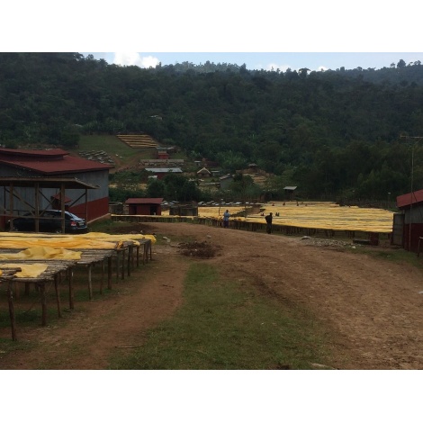 GourmetCoffee Specialty - Ethiopia Chelbesa Natural 250g