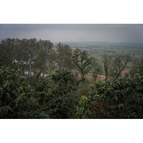 GourmetKáva Specialty - Mexico SV Kitos 250g