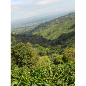 GourmetKáva Specialty Kolumbie Tumbaga DECAF 250g 2