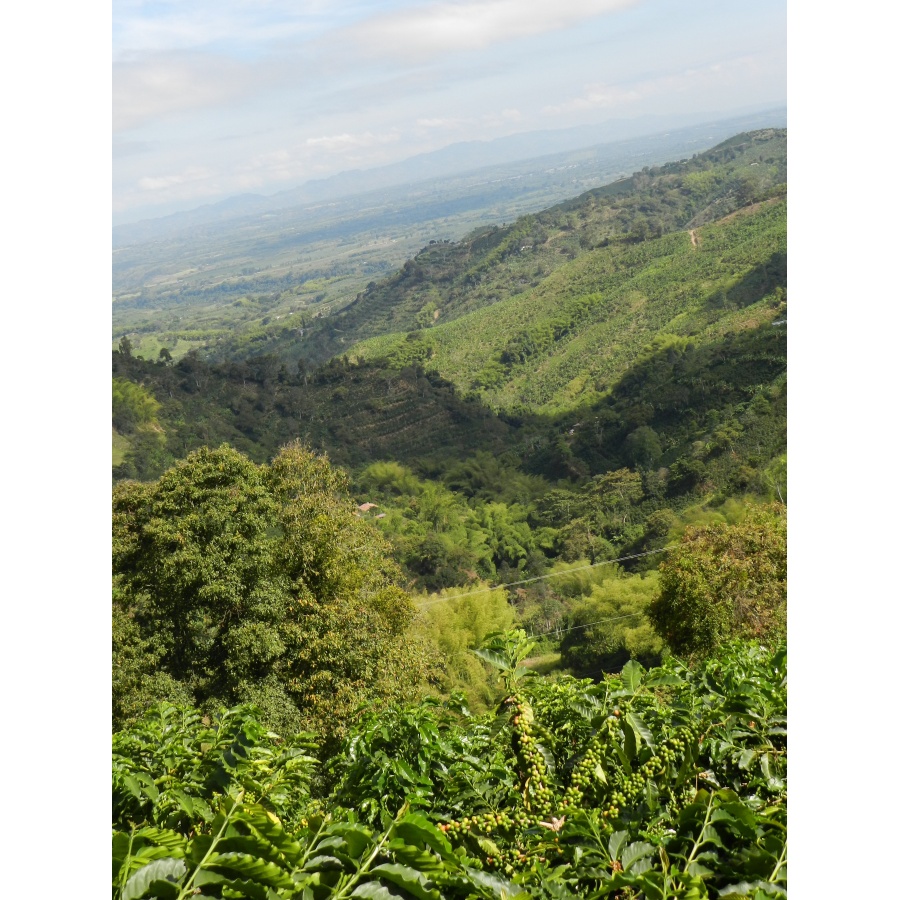 GourmetKáva Specialty Colombia Tumbaga DECAF 250g