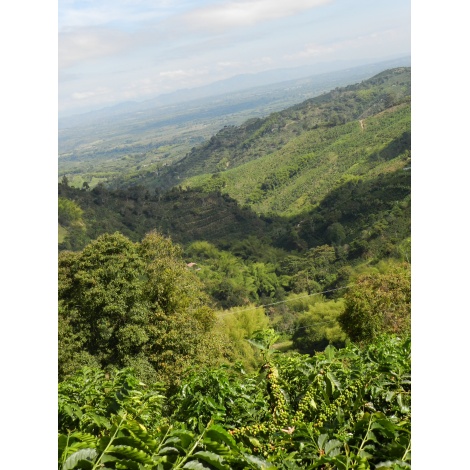 GourmetKáva Specialty Kolumbie Tumbaga DECAF 250g