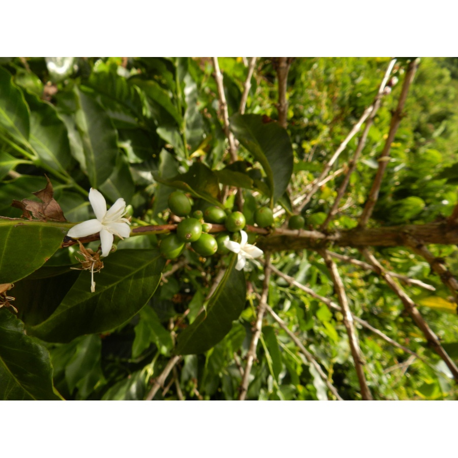 GourmetKáva Specialty Colombia Tumbaga DECAF 250g