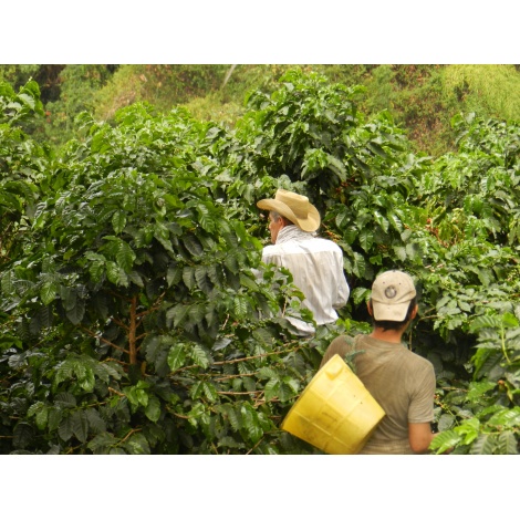 GourmetKáva Specialty Colombia Tumbaga DECAF 250g