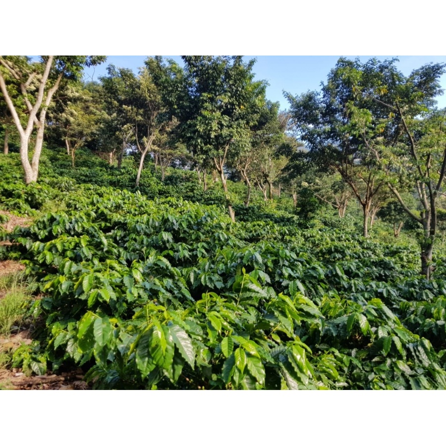 GourmetKáva Specialty - Salvador V. Hermosa Anaerobic 250g