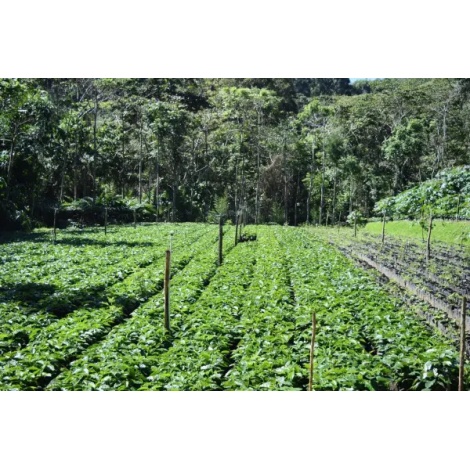 Beansmiths Nicaragua - Finca Aurora, 250g