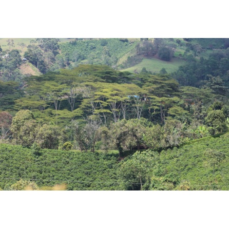 GourmetKáva Specialty Kolumbie El Agrado Honey 250g