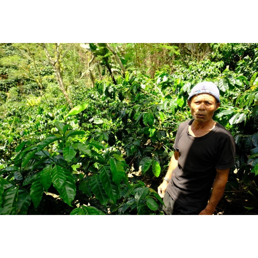 GourmetCoffee Specialty - Indonesia Aulila Kahfi 250g