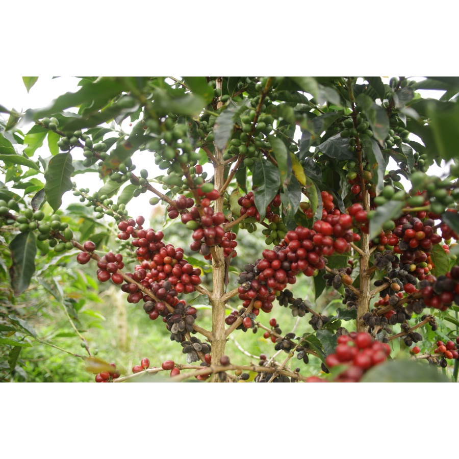 GourmetCoffee Specialty - Indonesia Aulila Kahfi 250g