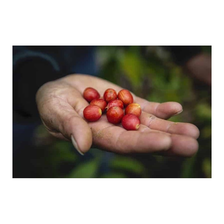 GourmetCoffee Specialty - Peru T. Sachez 250g