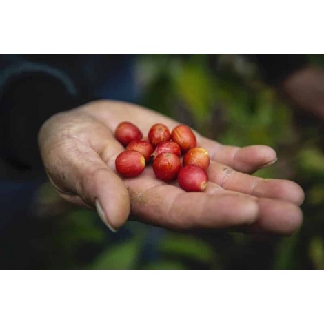 GourmetKáva Specialty - Peru T. Sachez 250g