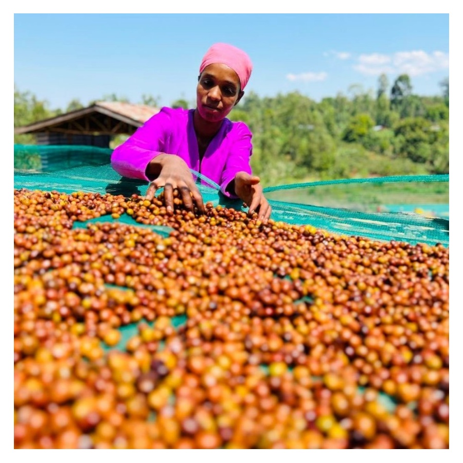 Nordbeans Etiopie FUNKY 250g