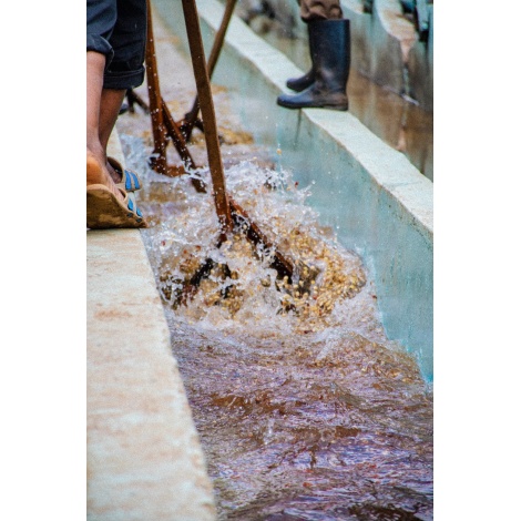 GourmetKáva Specialty Kenya Baragwi - Guama AA 250g