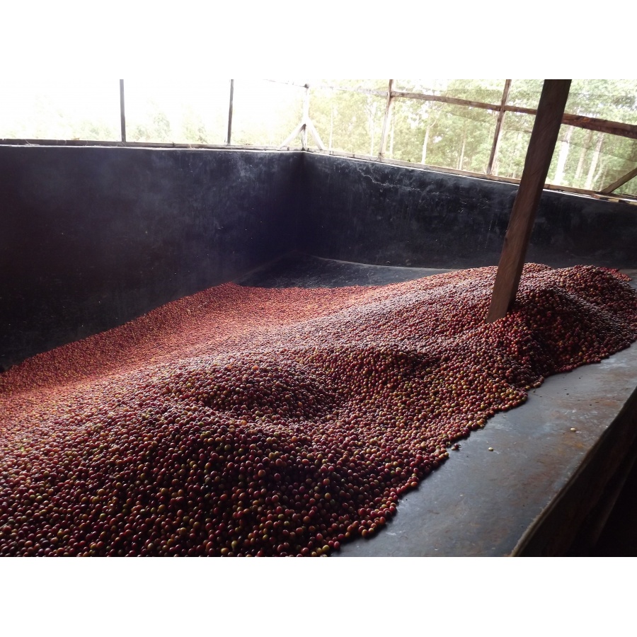 GourmetCoffee Specialty Kenya Baragwi - Guama AA 250g