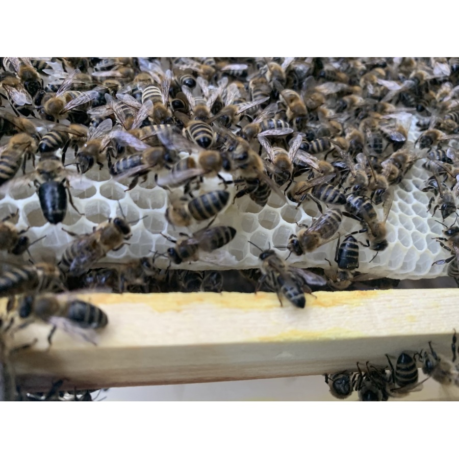 Květový med 1 kg (Údolí oddechu, vykapávaný)