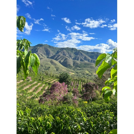 GourmetKáva Specialty Peru Monterverde 250g