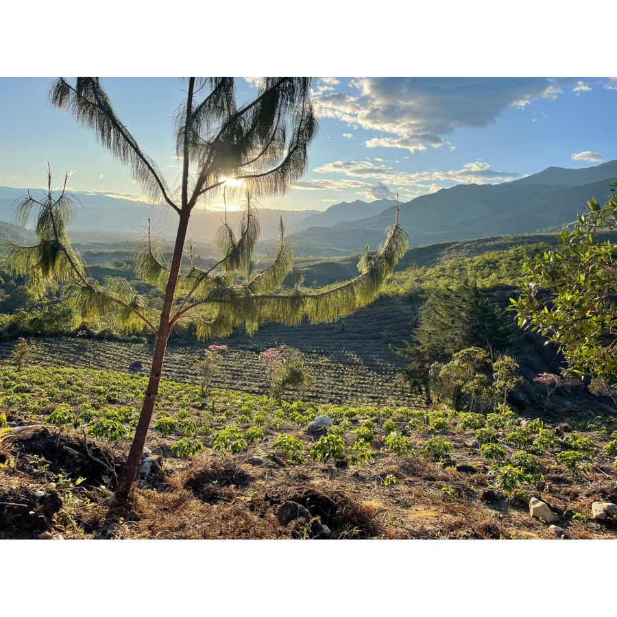 GourmetCoffee Specialty Peru Monterverde 250g