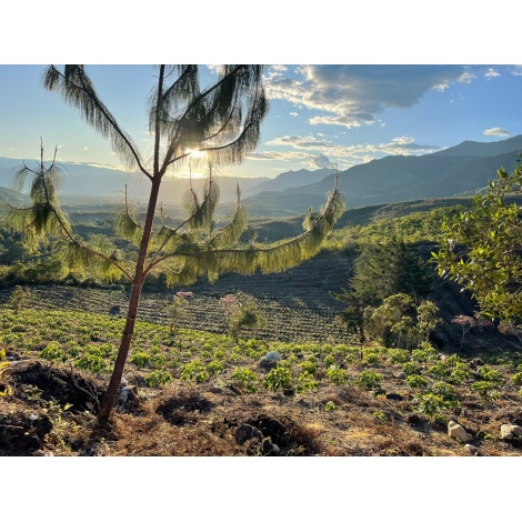 GourmetKáva Specialty Peru Monterverde 250g