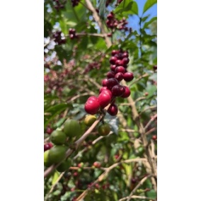 GourmetKáva Specialty Etiopie Uraga 250g 2