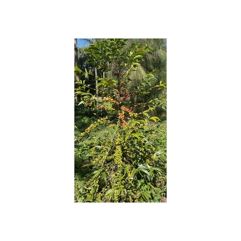 GourmetKáva Specialty Etiopie Uraga 250g