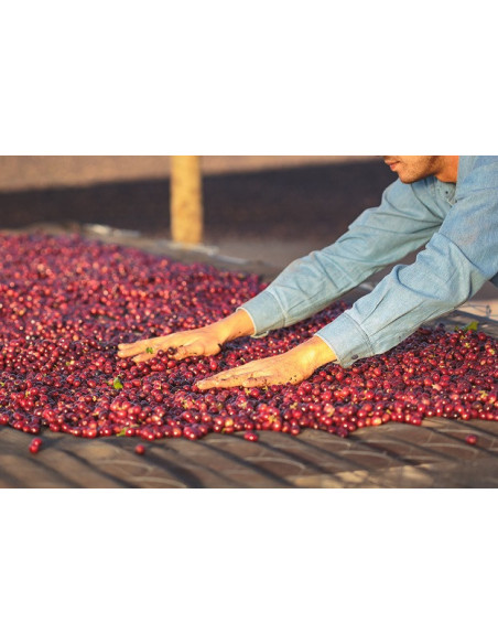 GourmetKáva Specialty Brazílie Freitas ESP 250g