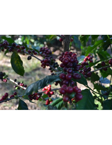 GourmetKáva Specialty Brazílie Freitas ESP 250g