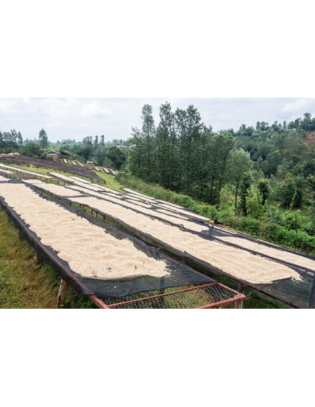 GourmetCoffee Specialty - Kenya Nyeri 250g