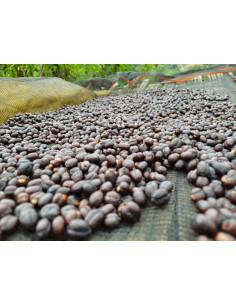 GourmetCoffee Specialty Ethiopia Dambi Natural 250g 2
