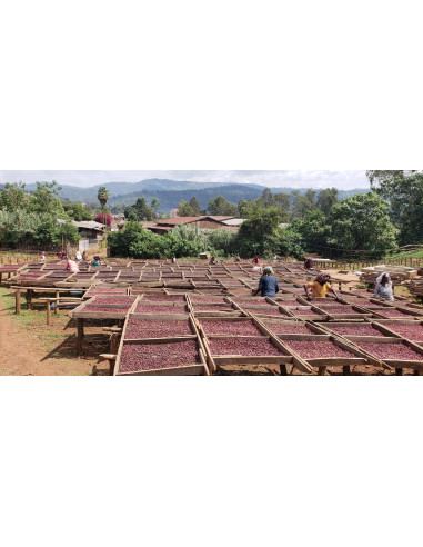 GourmetCoffee Specialty Ethiopia Dambi Natural 250g