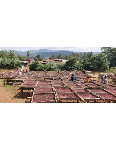 GourmetKáva Specialty Etiopie Dambi Natural 250g