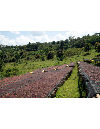 GourmetKáva Specialty Etiopie Dambi Natural 250g