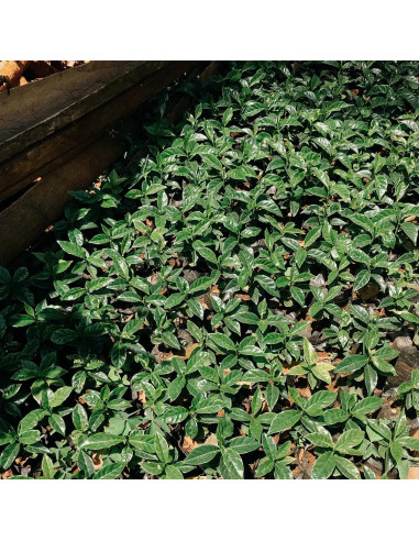 Nordbeans Rodolfina - Filter 250g