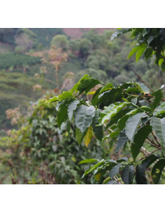 GourmetCoffee Specialty Colombia La Cabana 250g 2