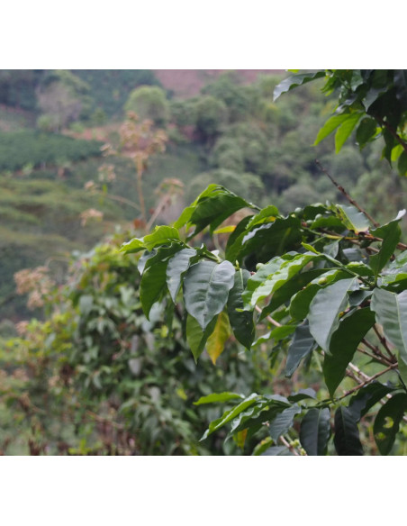 GourmetCoffee Specialty Colombia La Cabana 250g