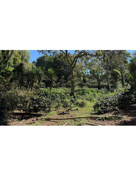 Beansmiths Nicaragua Los Papales 250g