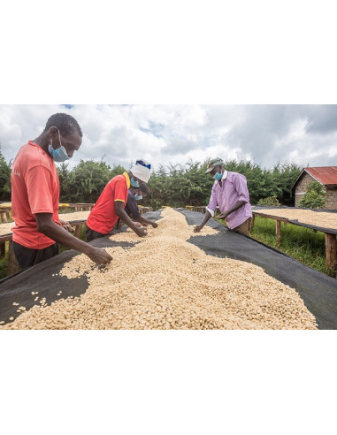 GourmetKáva Specialty - ESP Kenya Nyeri 250g