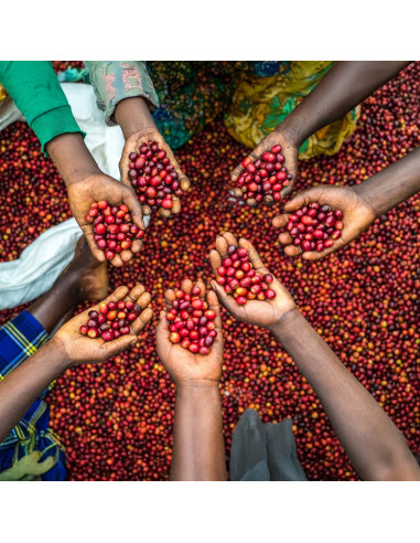 Nordbeans Funky Filtr Uganda 250 g zrnková káva