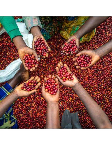 Nordbeans Funky Filtr Uganda 250 g zrnková káva
