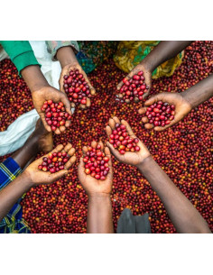 Nordbeans Funky Uganda Rwenzori 250g 2