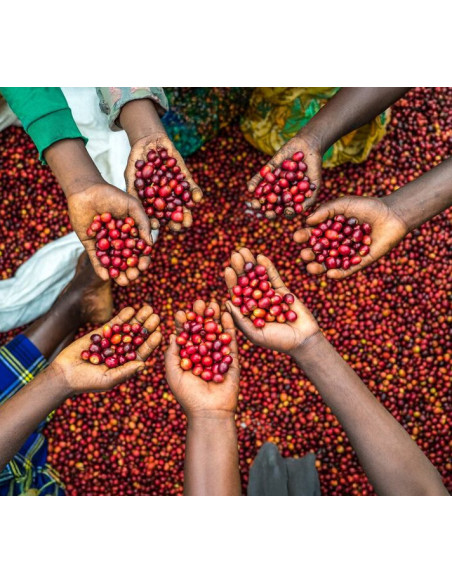 Nordbeans Funky Uganda Rwenzori 250g