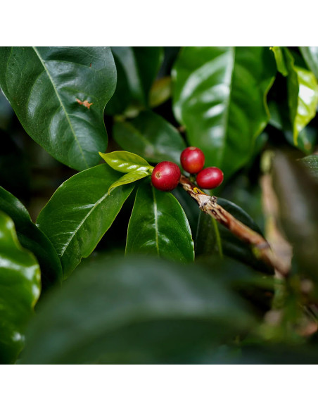Nordbeans Costa Rica Vara Blanca Honey 250g